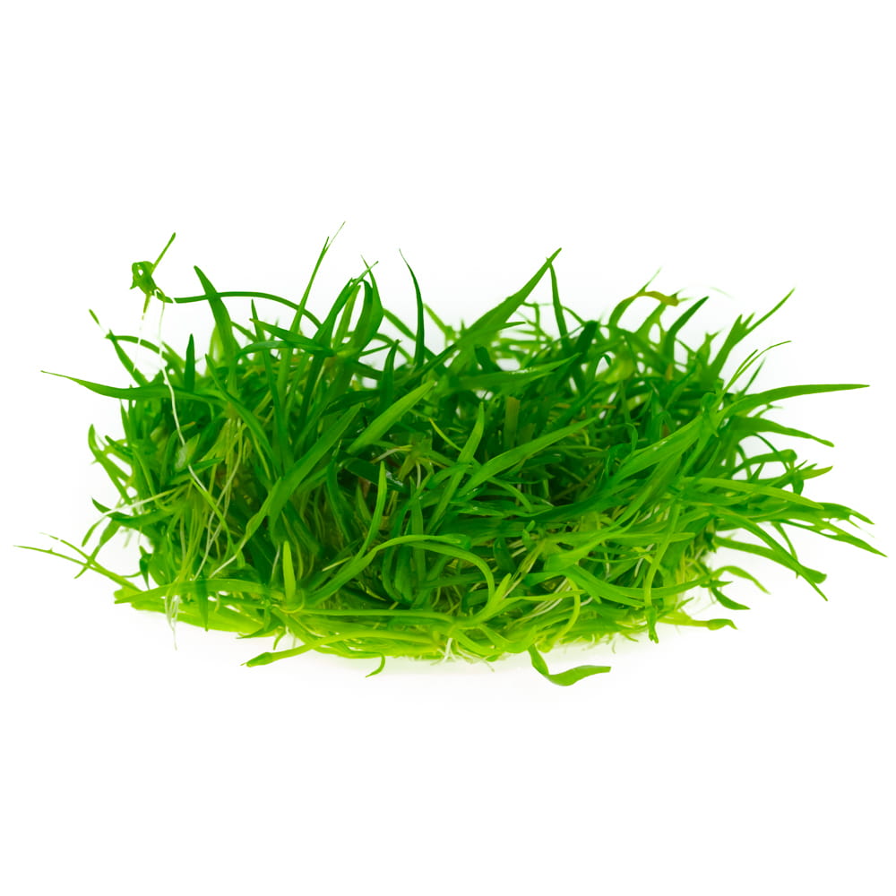 Echinodorus tenellus- Żabienica 10 cm kubek in vitro